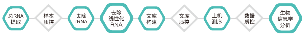 环状RNA（circRNA）测序-技术路线-K8凯发国际基因