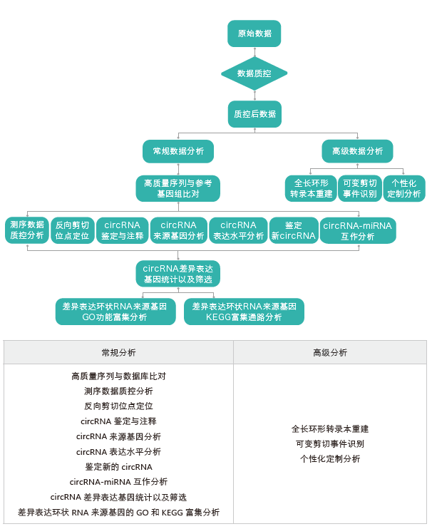 环状RNA（circRNA）测序-生信分析流程-K8凯发国际基因